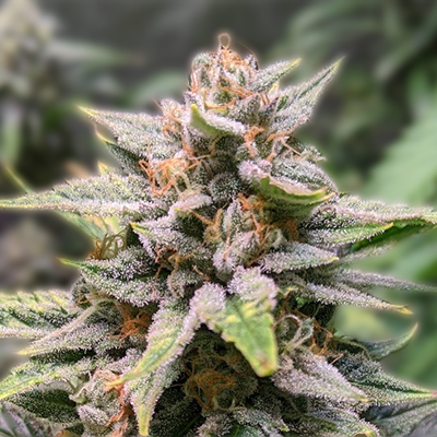 Understanding Cannabis Seeds Delaware A Comprehensive Guide Understanding Cannabis Seeds Delaware A Comprehensive Guide