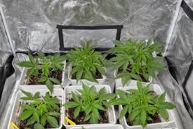 Understanding Cannabis Seeds Delaware A Comprehensive Guide Understanding Cannabis Seeds Delaware A Comprehensive Guide